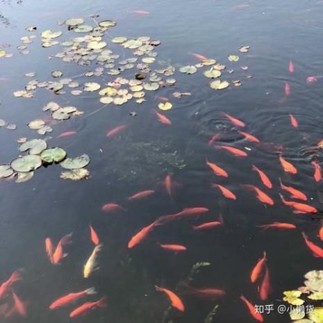 红荇别名