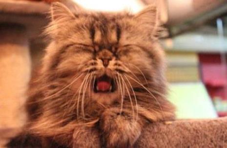 猫感冒了打喷嚏怎么办