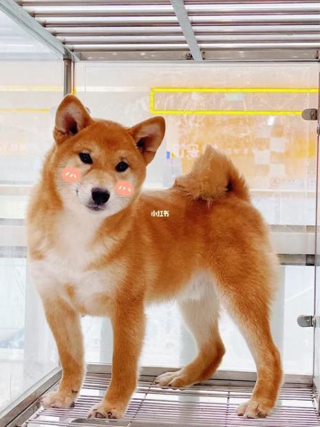 苏犬和柴犬区别