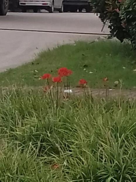谁的生辰花是彼岸花