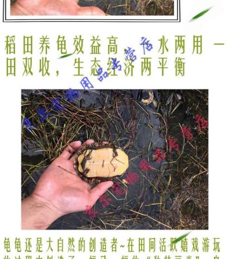 西非沼泽龟哪个好养