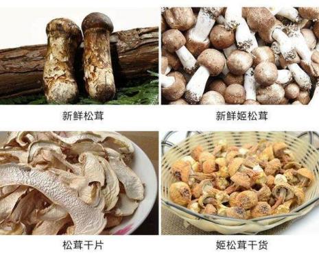 白松茸种植方法