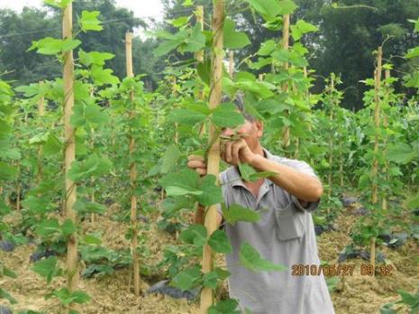 用葛根块根种植方法