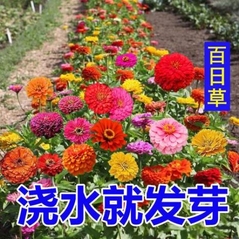 四季花什么时候种