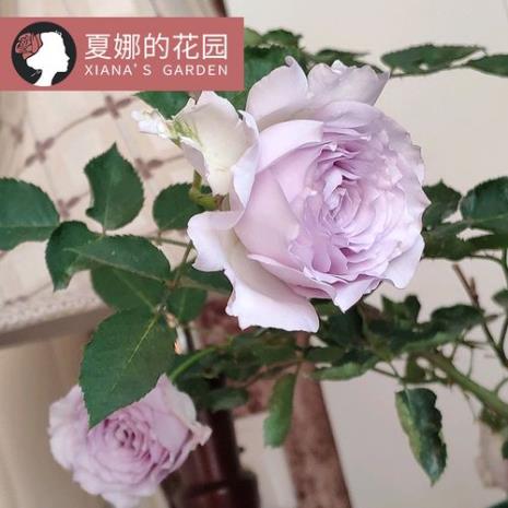 月季路西法优缺点