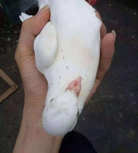 喂鸽子维生素E的用量是多少求解