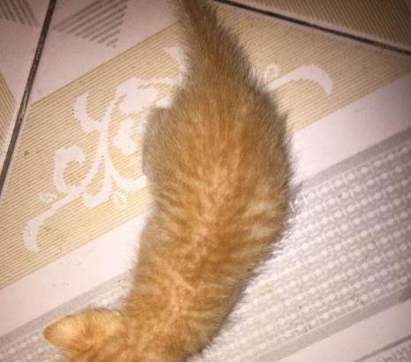 中华橘猫体长多少