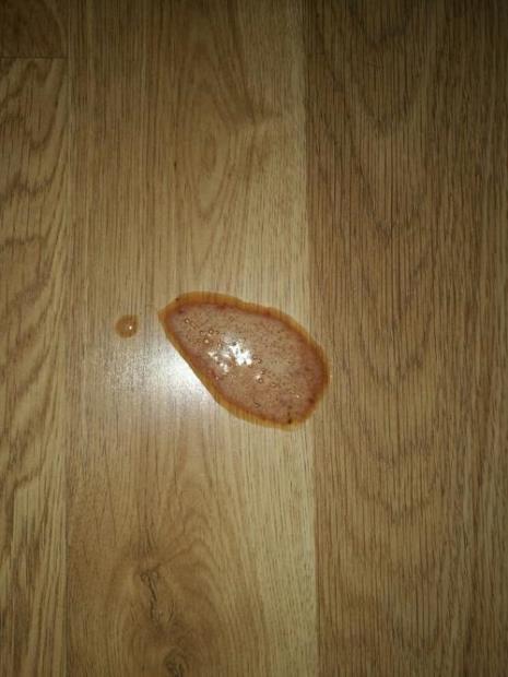 狗狗在呕吐时吐出了血怎么办
