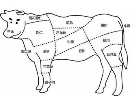 牛的部位有哪些