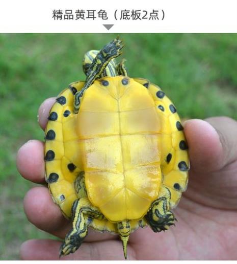 金耳乌龟怎么养