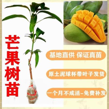 芒果嫁接什么品种好
