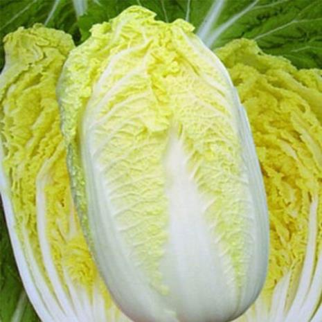 黄白菜亩产