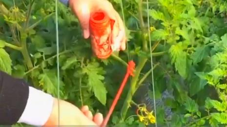 番茄怎样人工授粉