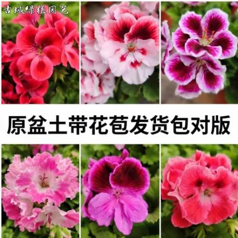 蝴蝶梅不开花掐头就行