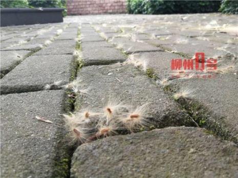 飘白毛是什么树