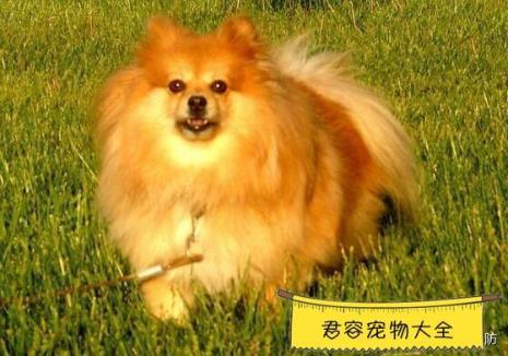 博美幼犬多久进食