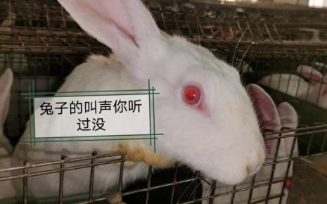 兔子能听到人叫声吗