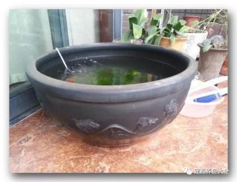 古法养鱼壁上青苔需清除吗