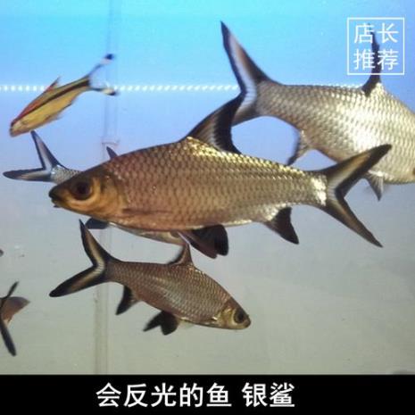 观赏银沙鱼能长多大