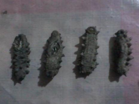 大连海参怎样鉴别好坏