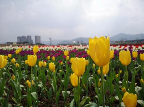 蔚蓝花海有什么花