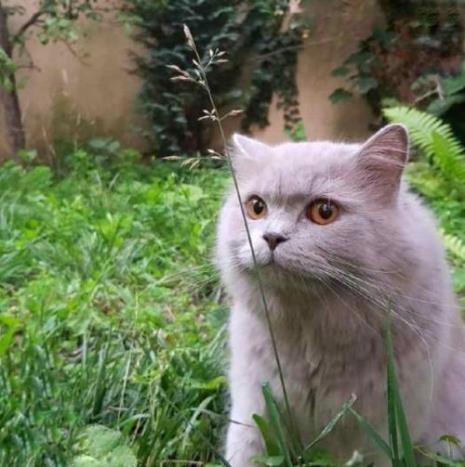 猫叶太有什么品种