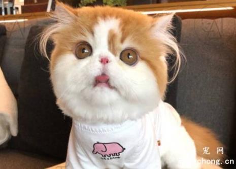 5岁以上的猫多大年龄