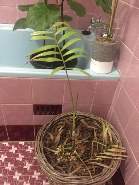 凤尾葵能水培吗