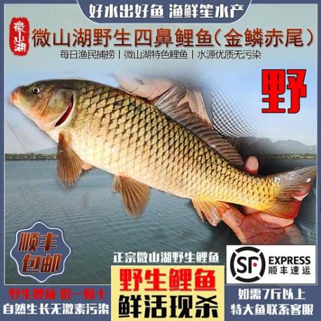 活鱼怎么晒干最快