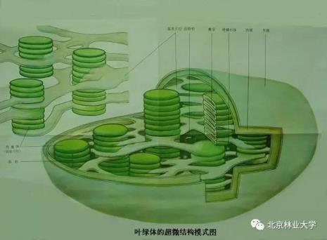 叶绿体基质中有哪些成分