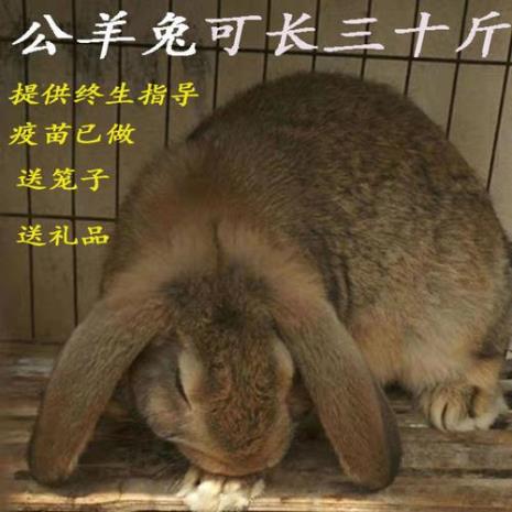 大流士兔和公羊兔哪个品种最好