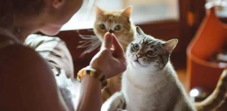 脾气倔强的猫起什么名字