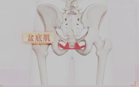 盆底肌是什么部位