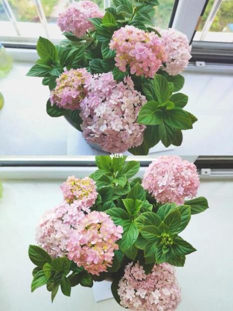 绣球花手鞠花开完怎么修剪