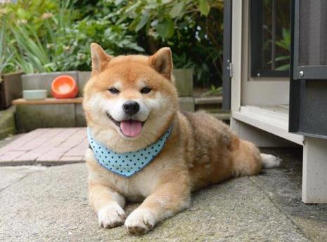 男孩子说自己是柴犬是啥意思