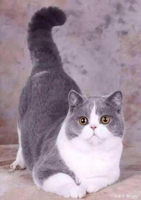 笑猫的品种