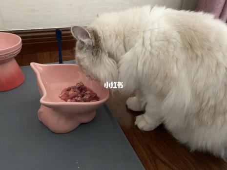 猫咪吃生骨肉需要洗吗
