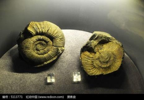 菊石化石很珍贵吗