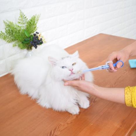 怎么给猫喂除虫药