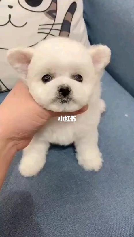 比熊犬耳朵大好还是小的好