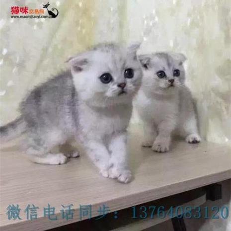 蓝白和银渐层哪个大