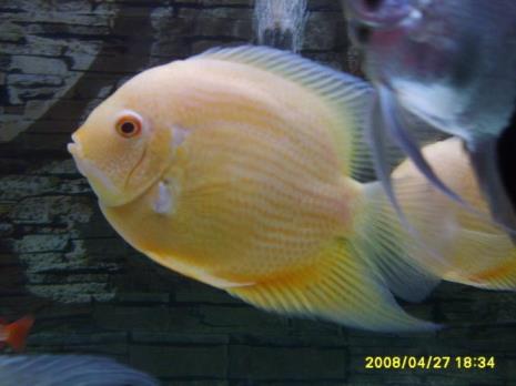 菠萝鱼饲养方法