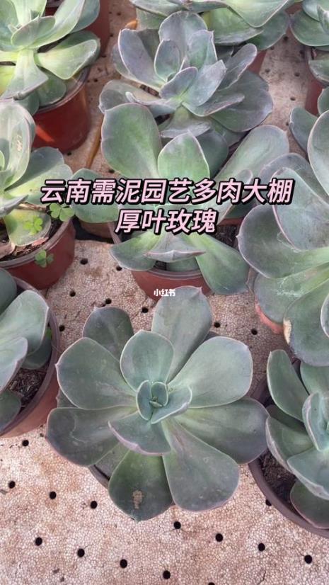 厚叶玫瑰怎么养殖
