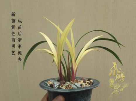 红猫蕊蝶和市长红区别