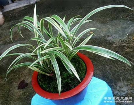 峨眉四季兰花啥时候开花