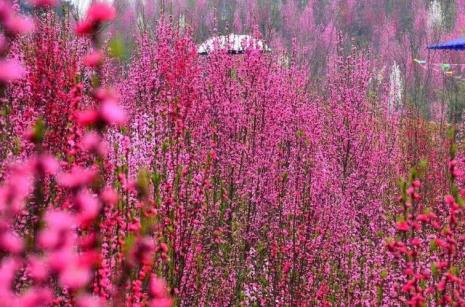桃花林的寓意是什么