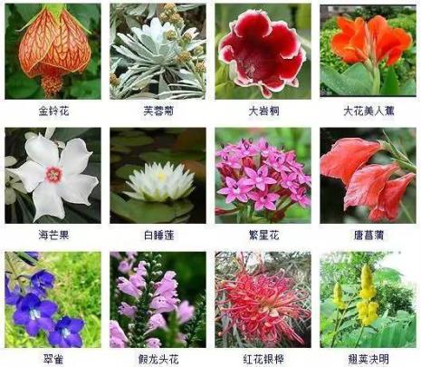 秋天适合种养植物吗