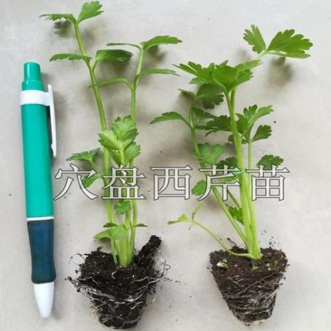 球形芹菜根的种植方法