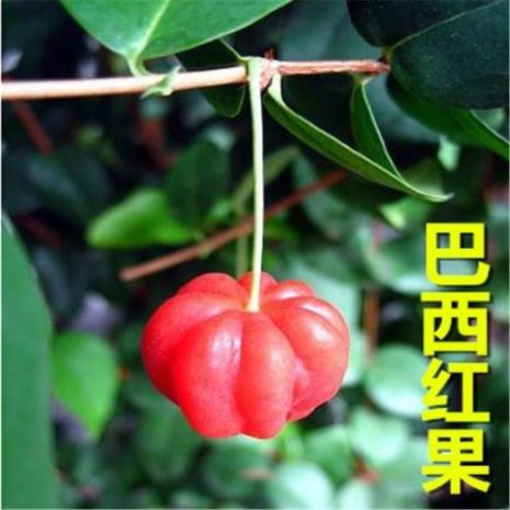 番樱桃是什么