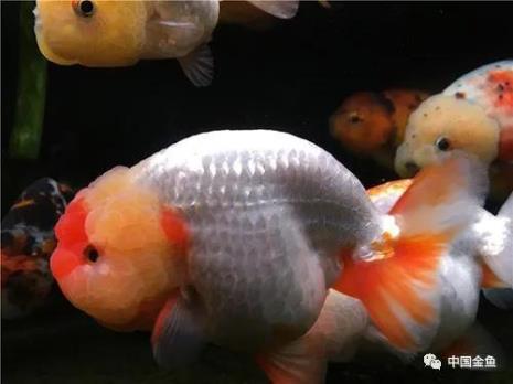 80 30 30的缸能养兰寿吗
